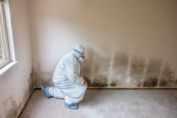 Best Basement Mold Removal  in USA